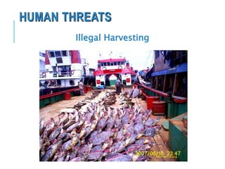 HUMAN THREATS
Illegal Harvesting
Marinebio.org
 