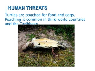 HUMAN THREATS
Turtles are poached for food and eggs.
Poaching is common in third world countries
and the Caribbean.
Jeremy Conrad
 