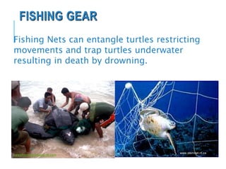 FISHING GEAR
Fishing Nets can entangle turtles restricting
movements and trap turtles underwater
resulting in death by drowning.
newsfromkkp.blogspirit.com
www.stemnet.nf.ca
 