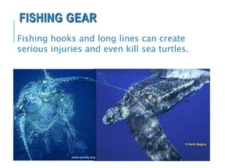 FISHING GEAR
Fishing hooks and long lines can create
serious injuries and even kill sea turtles.
www.panda.org
 
