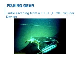 FISHING GEAR
Turtle escaping from a T.E.D. (Turtle Excluder
Device)
research.myfwc.com
 