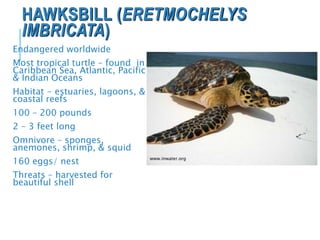HAWKSBILL (ERETMOCHELYS
IMBRICATA)
Endangered worldwide
Most tropical turtle – found in
Caribbean Sea, Atlantic, Pacific
& Indian Oceans
Habitat - estuaries, lagoons, &
coastal reefs
100 – 200 pounds
2 – 3 feet long
Omnivore – sponges,
anemones, shrimp, & squid
160 eggs/ nest
Threats – harvested for
beautiful shell
www.inwater.org
 
