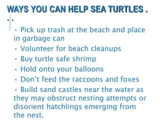 WAYS YOU CAN HELP SEA TURTLES .
. .
• Pick up trash at the beach and place
in garbage can
• Volunteer for beach cleanups
• Buy turtle safe shrimp
• Hold onto your balloons
• Don’t feed the raccoons and foxes
• Build sand castles near the water as
they may obstruct nesting attempts or
disorient hatchlings emerging from
the nest.
 