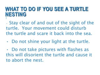 WHAT TO DO IF YOU SEE A TURTLE
NESTING
• Stay clear of and out of the sight of the
turtle. Your movement could disturb
the turtle and scare it back into the sea.
• Do not shine your light at the turtle.
• Do not take pictures with flashes as
this will disorient the turtle and cause it
to abort the nest.
 
