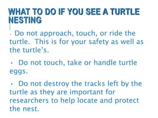 WHAT TO DO IF YOU SEE A TURTLE
NESTING
• Do not approach, touch, or ride the
turtle. This is for your safety as well as
the turtle’s.
• Do not touch, take or handle turtle
eggs.
• Do not destroy the tracks left by the
turtle as they are important for
researchers to help locate and protect
the nest.
 