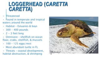 LOGGERHEAD (CARETTA
CARETTA)
• Threatened
• Found in temperate and tropical
waters around the world
• Habitat – Estuaries & bays
• 300 - 400 pounds
• 2 - 3 feet long
• Omnivore – shellfish on ocean
floor, crabs, shellfish, & mussels
• 100 – 125 eggs/nest
• Most abundant turtle in FL
• Threats – coastal development,
habitat destruction, & shrimping
www.inwater.o
rg
 