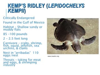 KEMP’S RIDLEY (LEPIDOCHELYS
KEMPII)
Critically Endangered
Found in the Gulf of Mexico
Habitat – Shallow sandy or
muddy flats
85 –100 pounds
2 – 2.5 feet long
Carnivore – crabs, shrimp,
fish, squid, jellyfish, sea
urchins, & clams
Nest in “arribadas” 110
eggs/nest
Threats – taking for meat
and eggs, & shrimping
industry
www.inwater.org
 