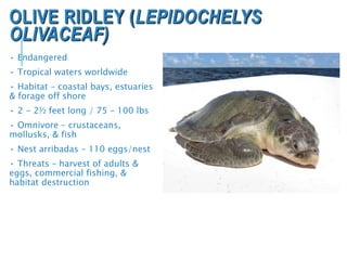 • Endangered
• Tropical waters worldwide
• Habitat – coastal bays, estuaries
& forage off shore
• 2 - 2½ feet long / 75 – 100 lbs
• Omnivore – crustaceans,
mollusks, & fish
• Nest arribadas – 110 eggs/nest
• Threats – harvest of adults &
eggs, commercial fishing, &
habitat destruction
OLIVE RIDLEY (LEPIDOCHELYS
OLIVACEAF)
 