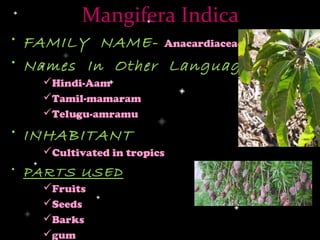 Mangifera Indica
• FAMILY NAME- Anacardiaceae
• Names In Other Languages
   Hindi-Aam
   Tamil-mamaram
   Telugu-amramu
• INHABITANT
   Cultivated in tropics
• PARTS USED
   Fruits
   Seeds
   Barks
   gum
 