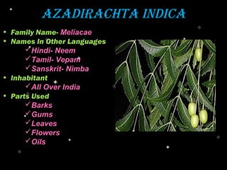 AzAdirAchtA indicA
• Family Name- Meliacae
• Names In Other Languages
      Hindi- Neem
      Tamil- Vepam
      Sanskrit- Nimba
• Inhabitant
      All Over India
• Parts Used
      Barks
      Gums
      Leaves
      Flowers
      Oils
 