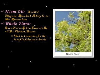  Neem Oil- I calle d      s
  M o sa- Stimulant, A
    arg                         ntise ptic in
  Skin Rhe umatism
 Whole Plant-
  So re s, Fe ve rs, Sple e n, Tumo urs, Sm
  all Po x, Cho le ra, N  ause a
        o Use d in co sme tics fo r the
           be ne fit o f skin as e xtracts
 