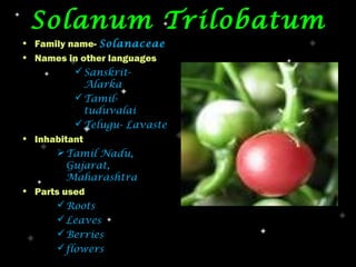 Solanum Trilobatum
• Family name- Solanaceae
• Names in other languages
            Sanskrit-
             Alarka
            Tamil-
             tuduvalai
            Telugu- Lavaste
• Inhabitant
        Tamil Nadu,
         Gujarat,
         Maharashtra
• Parts used
        Roots
        Leaves
        Berries
        flowers
 