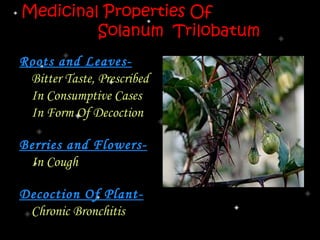 Medicinal Properties Of
         Solanum Trilobatum
Roots and Leaves-
 Bitter Taste, Prescribed
 In Consumptive Cases
 In Form Of Decoction

Berries and Flowers-
 In Cough

Decoction Of Plant-
 Chronic Bronchitis
 