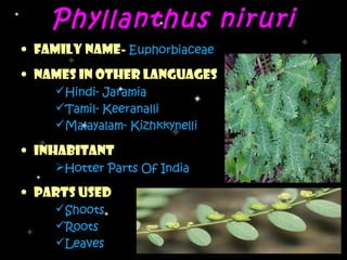 Phyllanthus niruri
• Family Name- Euphorbiaceae
• Names In Other Languages
     Hindi- Jaramia
     Tamil- Keeranalli
     Malayalam- Kizhkkynelli

• Inhabitant
     Hotter Parts Of India

• Parts Used
     Shoots
     Roots
     Leaves
 