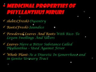 • Medicinal properties Of
  phyllanthus niruri
 shoots(Fresh)-Dysentry
 Roots(Fresh)-Jaundice

 Powdered Leaves And Roots-With Rice- To
  Lessen Swellings And Ulcers
 Leaves-Have a Bitter Substance Called
  Phyllanthia – Used Against Fever
 Whole Plant-As a Diuretic In Gonorrhoea and
  in Genito Urinary Tract
 