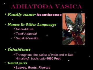 Adhatoda Vasica
• Family name- Acanthaceae

• Names In Other Languages
      Hindi-Adulsa
      Tamil-Adatodai
      Sanskrit-Vasaka


• Inhabitant
     Throughout the plains of India and in Sub-
       Himalayan tracts upto 4000 Feet
• Useful parts
     Leaves, Roots, Flowers
 