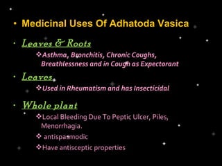 • Medicinal Uses Of Adhatoda Vasica
• Leaves & Roots
    Asthma, Bronchitis, Chronic Coughs,
     Breathlessness and in Cough as Expectorant
• Leaves
    Used in Rheumatism and has Insecticidal

• Whole plant
    Local Bleeding Due To Peptic Ulcer, Piles,
     Menorrhagia.
     antispasmodic
    Have antisceptic properties
 