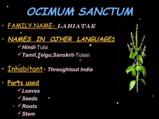 OCIMUM SANCTUM
• FAMILY NAME- Labiatae

• NAMES IN OTHER LANGUAGES
     Hindi-Tulsi
     Tamil,Telgu,Sanskrit-Tulasi

• Inhabitant- Throughtout India
• Parts used
     Leaves
     Seeds
     Roots
     Stem
 