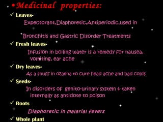 •Medicinal properties:
 Leaves-
     Expectorant,Diaphoretic,Antiperiodic,used in

     Bronchitis and Gastric Disorder Treatments
 Fresh leaves-
       Infusion in boiling water is a remedy for nausea,
        vomiting, ear ache
 Dry leaves-
      As a snuff in ozaena to cure head ache and bad colds
 Seeds-
      In disorders of genito-urinary system & taken
        internally as antidote to poison
 Roots
       Diaphoretic in malarial fevers
 Whole plant
 