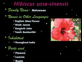 Hibiscus rosa-sinensis
• Family Name- Malvaceae
• Names in Other Languages
     English- Shoe Flower
     Hindi- Jasum
     Sanskrit- Joba
     Tamil- Sembarithi

• Inhabitant
     Throughout India

• Parts used
     Flowers
     Leaves
     Roots
 