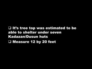  It‟s tree top was estimated to be
able to shelter under seven
Kadazan/Dusun huts
 Measure 12 by 20 feet
 