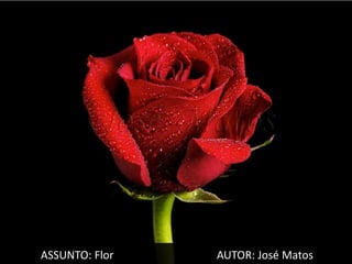 ASSUNTO: Flor   AUTOR: José Matos
 