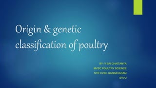 Origin & genetic
classification of poultry
BY: V SAI CHAITANYA
MVSC POULTRY SCIENCE
NTR CVSC GANNAVARAM
SVVU
 