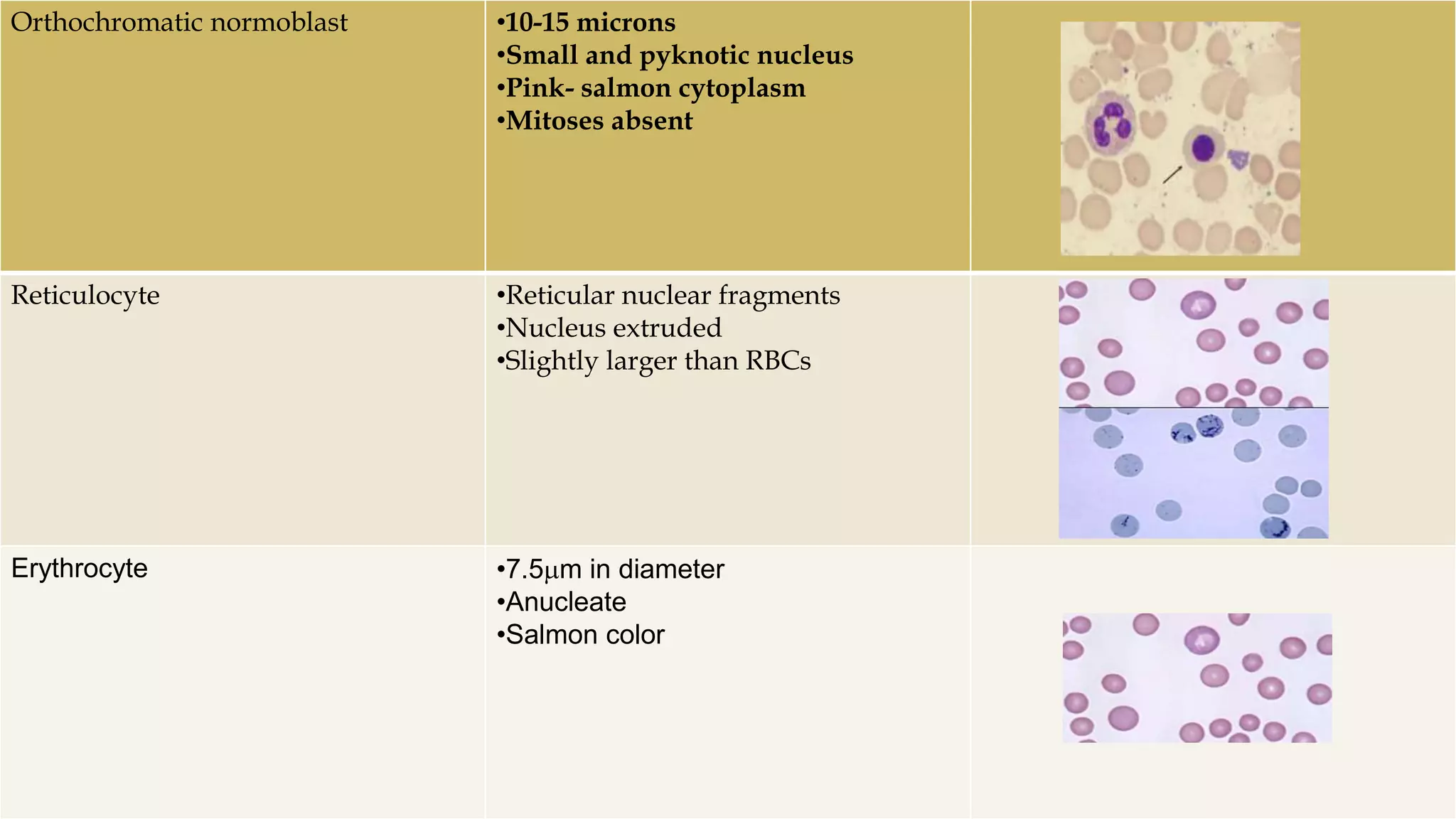 Hematopoiesis: Origin and development of blood cells | PPTX