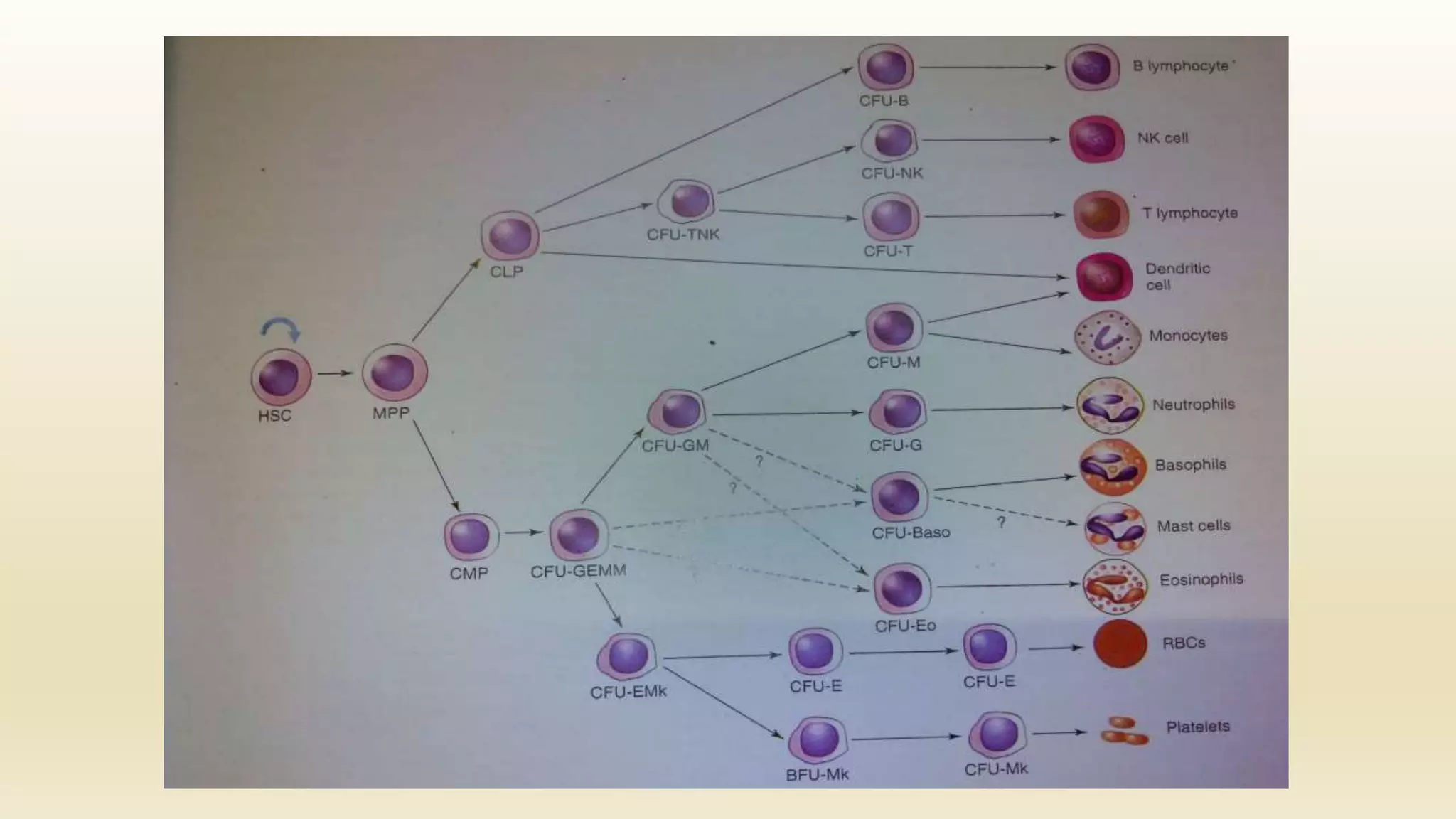 Hematopoiesis: Origin and development of blood cells | PPTX