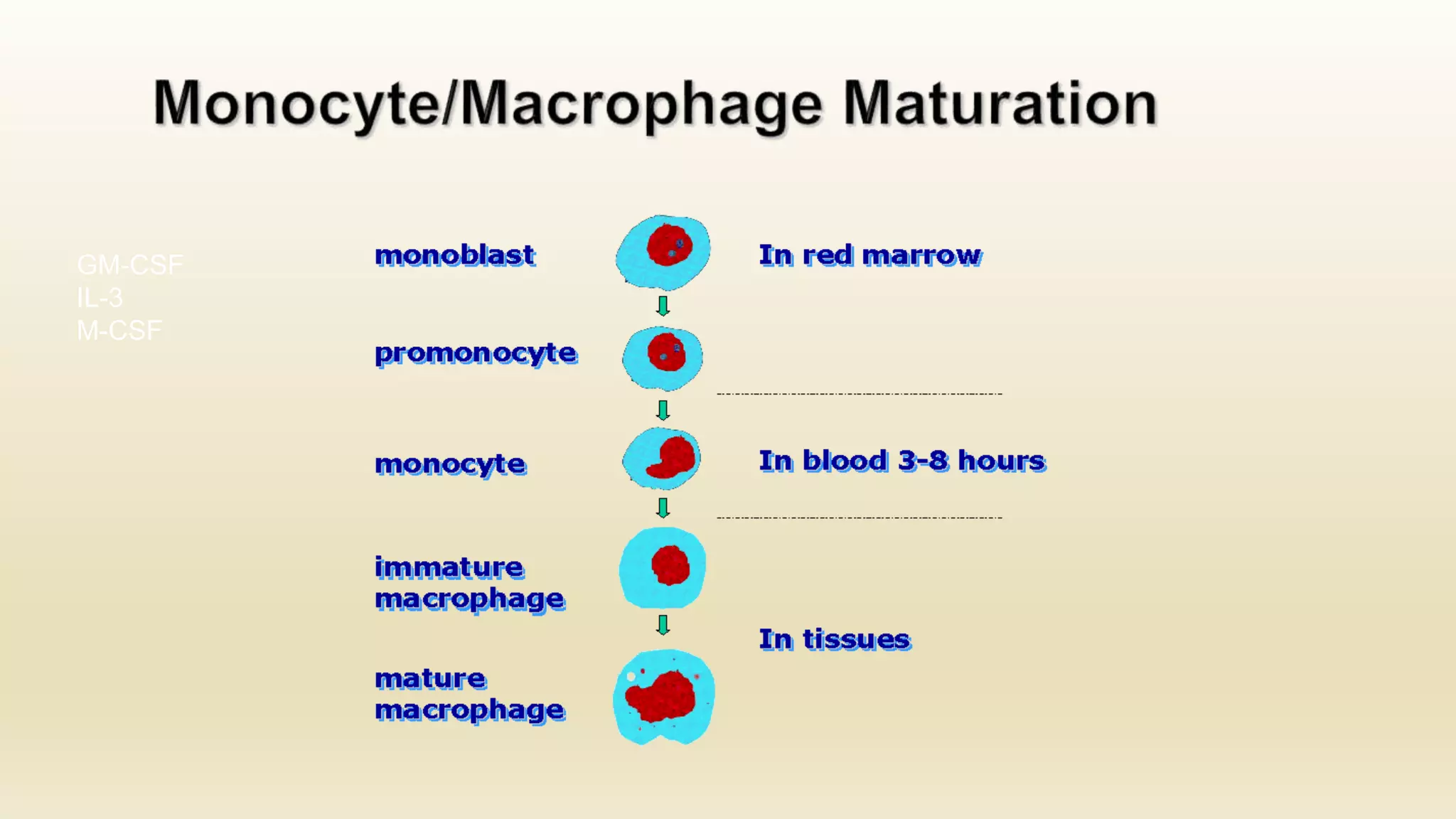 Hematopoiesis: Origin and development of blood cells | PPTX