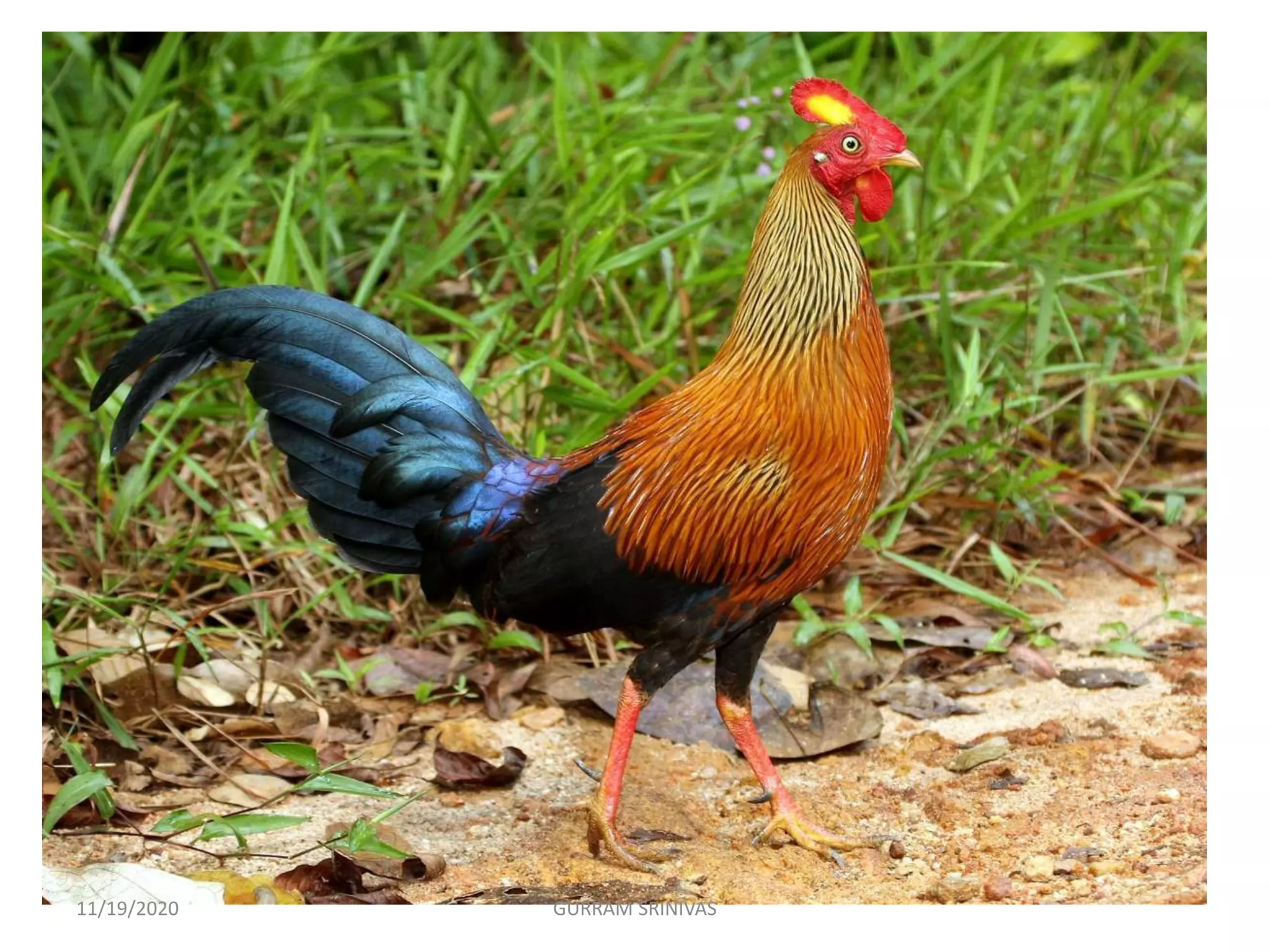 11/19/2020 GURRAM SRINIVAS
 