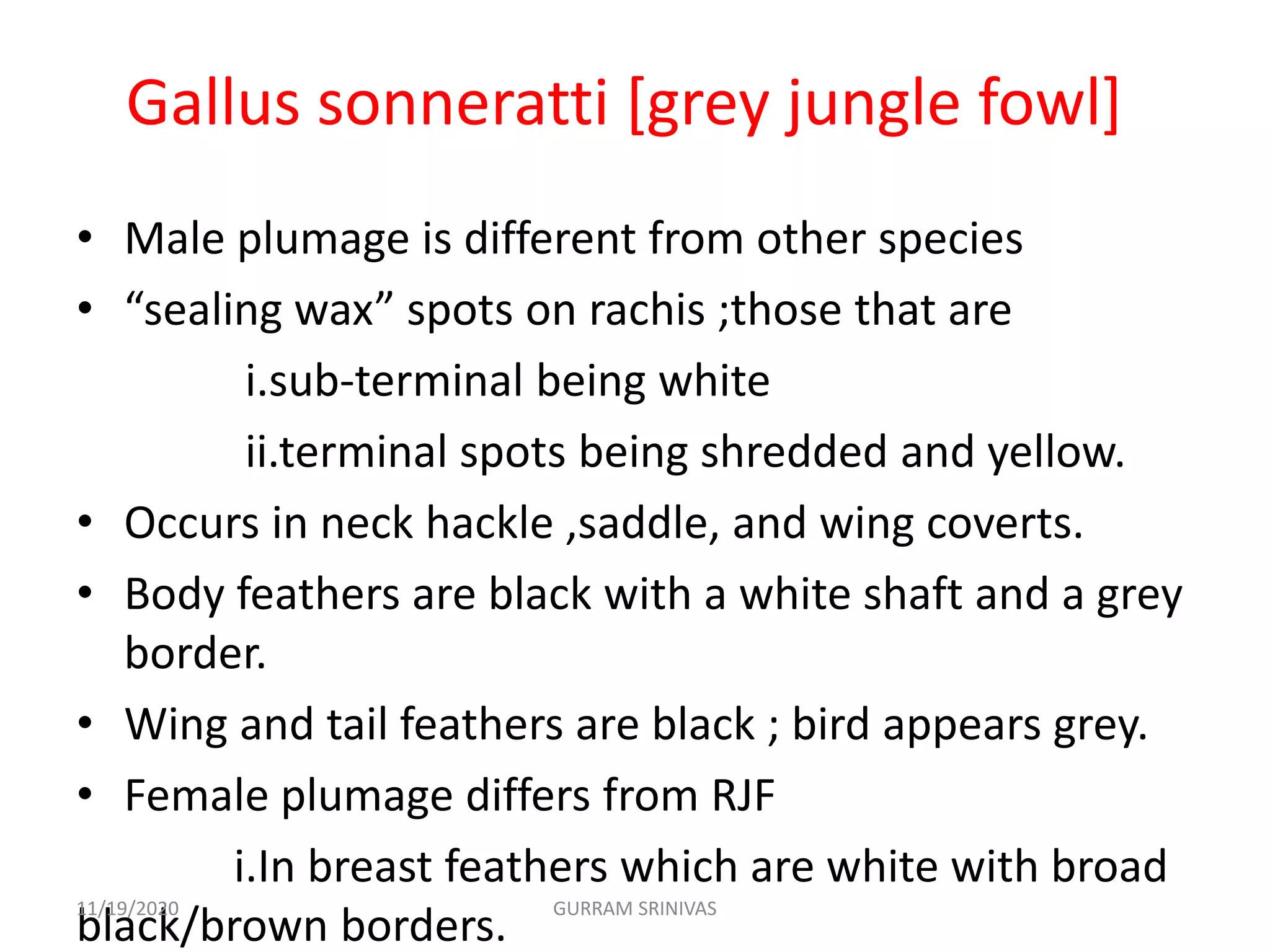 Gallus sonneratti [grey jungle fowl]
• Male plumage is different from other species
• “sealing wax” spots on rachis ;those that are
i.sub-terminal being white
ii.terminal spots being shredded and yellow.
• Occurs in neck hackle ,saddle, and wing coverts.
• Body feathers are black with a white shaft and a grey
border.
• Wing and tail feathers are black ; bird appears grey.
• Female plumage differs from RJF
i.In breast feathers which are white with broad
black/brown borders.
11/19/2020 GURRAM SRINIVAS
 