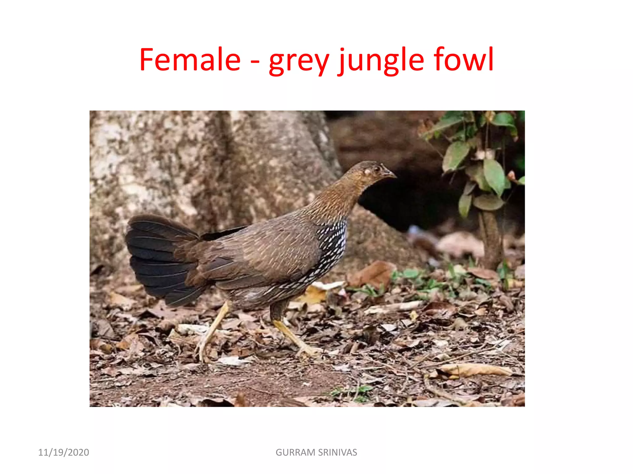 Female - grey jungle fowl
11/19/2020 GURRAM SRINIVAS
 