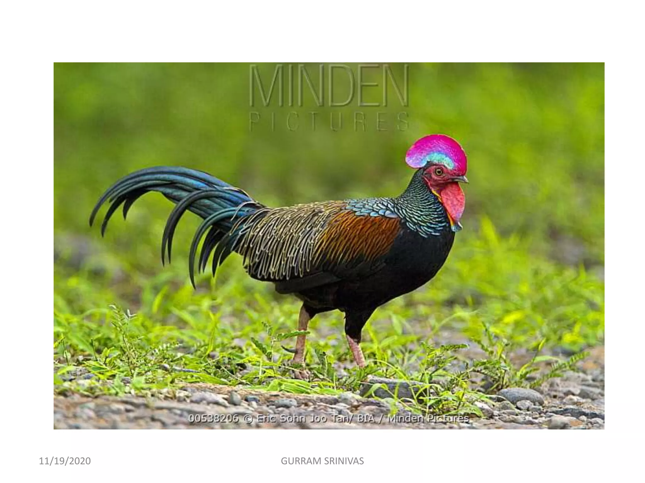 11/19/2020 GURRAM SRINIVAS
 