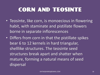 Origin and Economic Importance of Maize | PDF