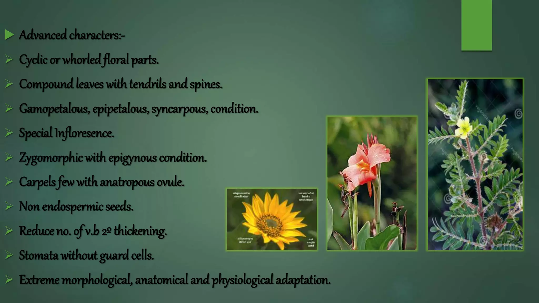  Advanced characters:-
 Cyclicor whorledfloral parts.
 Compound leaves withtendrils and spines.
 Gamopetalous, epipetalous, syncarpous, condition.
 Special Infloresence.
 Zygomorphicwith epigynous condition.
 Carpels few withanatropous ovule.
 Non endospermicseeds.
 Reduce no. of v.b 2º thickening.
 Stomata without guard cells.
 Extreme morphological, anatomical and physiological adaptation.
 