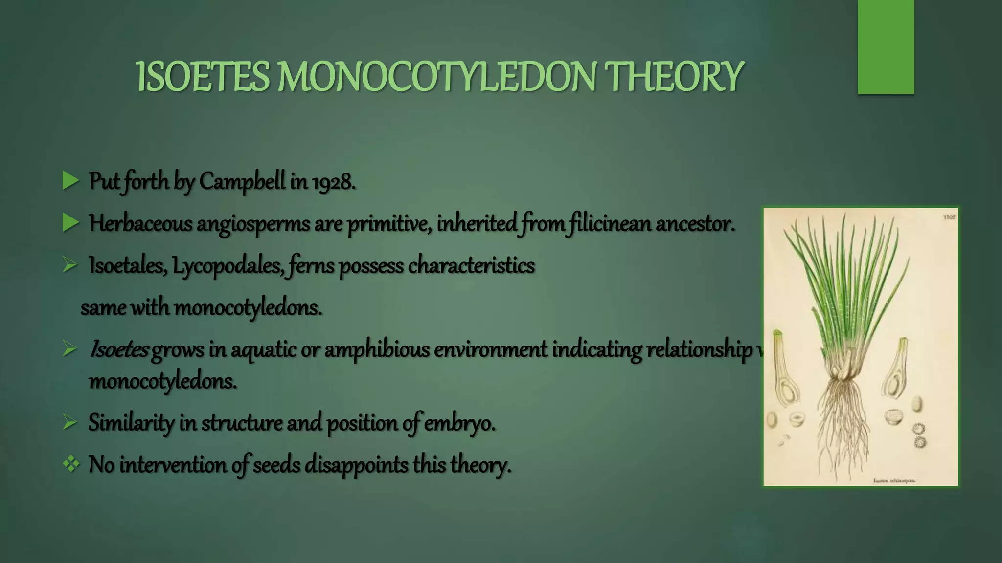 ISOETES MONOCOTYLEDON THEORY
 Put forthby Campbell in 1928.
 Herbaceous angiosperms are primitive, inheritedfromfilicineanancestor.
 Isoetales, Lycopodales, ferns possesscharacteristics
same withmonocotyledons.
 Isoetesgrows in aquatic or amphibious environment indicating relationshipwith
monocotyledons.
 Similarity in structure and positionof embryo.
 No intervention of seedsdisappoints this theory.
 