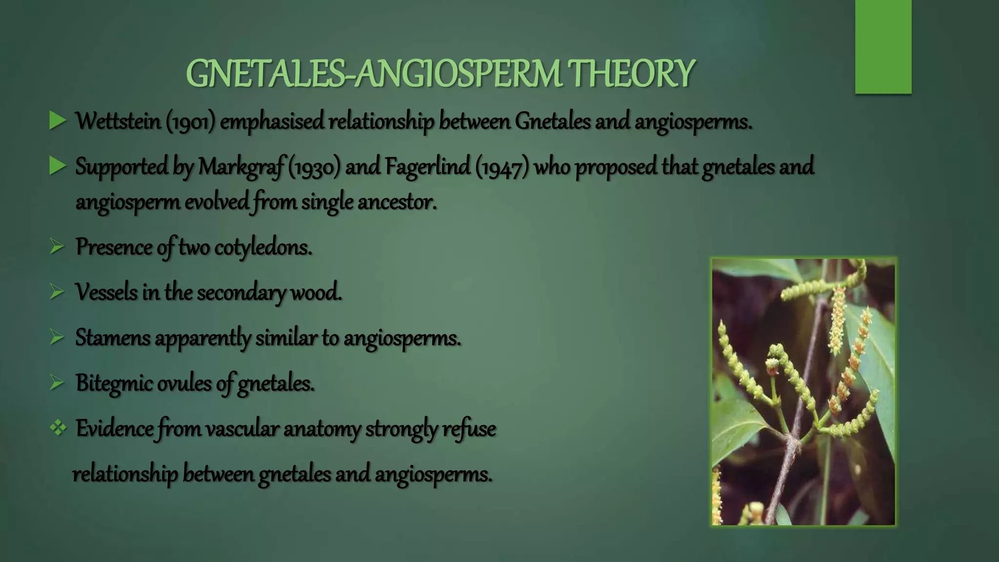 GNETALES-ANGIOSPERMTHEORY
 Wettstein (1901) emphasisedrelationshipbetween Gnetales and angiosperms.
 Supportedby Markgraf (1930)and Fagerlind (1947) who proposed that gnetales and
angiospermevolvedfromsingleancestor.
 Presence of two cotyledons.
 Vessels in the secondary wood.
 Stamens apparently similar to angiosperms.
 Bitegmicovules of gnetales.
 Evidence fromvascular anatomy stronglyrefuse
relationshipbetweengnetales and angiosperms.
 