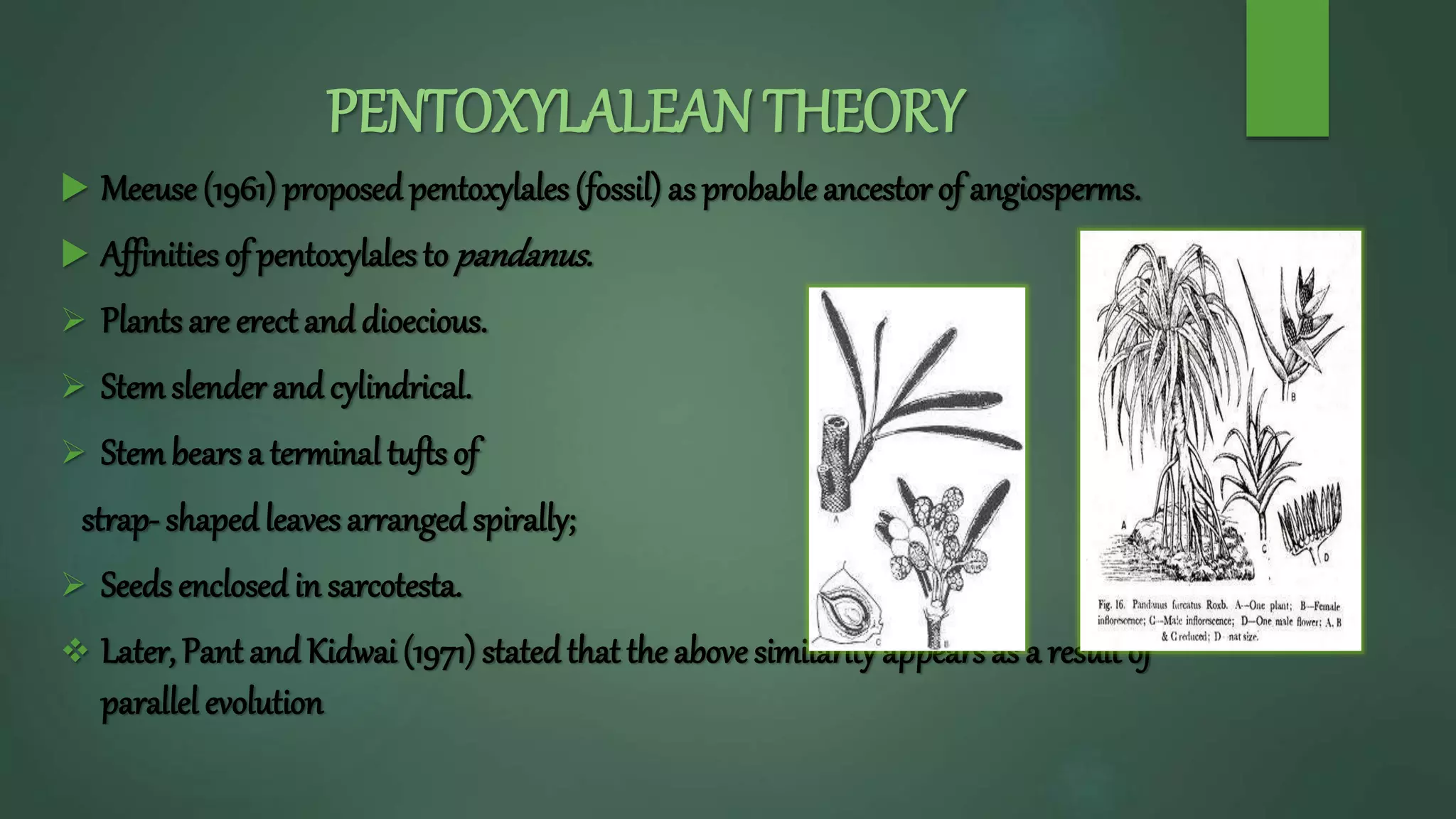 PENTOXYLALEAN THEORY
 Meeuse(1961) proposed pentoxylales (fossil) as probable ancestor of angiosperms.
 Affinities of pentoxylales to pandanus.
 Plants are erect and dioecious.
 Stemslender and cylindrical.
 Stembears a terminal tufts of
strap- shapedleaves arranged spirally;
 Seeds enclosed in sarcotesta.
 Later, Pant and Kidwai (1971) statedthat the above similarity appears as a result of
parallel evolution
 