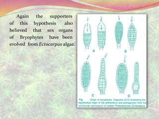Again the supporters
of this hypothesis also
believed that sex organs
of Bryophytes have been
evolved from Ectocarpus algae.
 