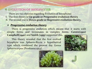 There are two theories regarding Evolution of bryophytes:
I. The first theory is Up-grade or Progressive evolution theory
II. The second one is Down-grade or Regressive evolution theory.
 Progressive evolution theory
There is progressive evolution which means that it starts with
simple forms and terminates in complex forms. Cavers(1910)
Campbell(1940) and Smith (1955) supported this.
This theory revealed that the first evolved
bryophyte was Sphaero-Riccia a hypothetical
type which combined the present day Genus
Sphaerocarpos (Proskaeur,1954).
 