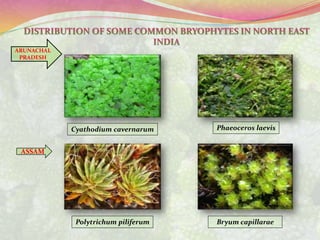 Bryum capillaraePolytrichum piliferum
Cyathodium cavernarum Phaeoceros laevis
ARUNACHAL
PRADESH
ASSAM
 