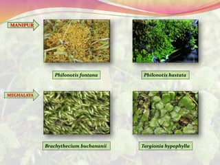MANIPUR
Philonotis fontana Philonotis hastata
MEGHALAYA
Brachythecium buchananii Targionia hypophylla
 