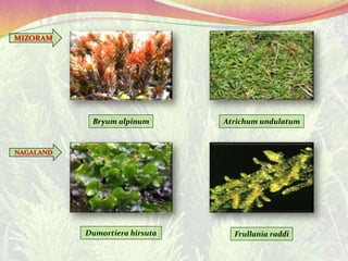 MIZORAM
NAGALAND
Bryum alpinum Atrichum undulatum
Dumortiera hirsuta Frullania raddi
 