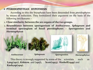  PTERIDOPHYTEAN HYPOTHESIS
According to this the bryophytes have been descended from pteridophytes
by means of reduction. They formulated their argument on the basis of the
following two features :-
1. Close similarity between the sex organs of the two groups.
2. Resemblance between sporogonium of Anthocerose, Sphagnum and
terminal sporangium of fossil pteridophytes – Sporogonites and
Horneophyton
This theory is strongly supported by some of the scientists such as
Lang(1917), Kidston and (1917), Scott(1923), Haskell(1949) and
Kashyap(1919).
Anthocerose Sphagnum Sporogonites Horneophyton
 