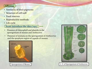 • Similarity of their pigments
• Structure of cell wall
• Food reserves
• Reproductive methods
• Life cycle
Sporogonium of Mosses L. S. of Sporogonium of Anthoceros
Affinities
Scott introduce the idea (1911)
• Presence of chlorophyll and plastids in the
sporogonium of mosses and Anthoceros
• Presence of stomata on the sporogonium of Anthoceros
and the apophysis region of capsule of mosses
 