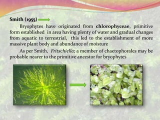 Smith (1955)
Bryophytes have originated from chlorophyceae, primitive
form established in area having plenty of water and gradual changes
from aquatic to terrestrial, this led to the establishment of more
massive plant body and abundance of moisture
As per Smith, Fritschiella; a member of chaetophorales may be
probable nearer to the primitive ancestor for bryophytes
 