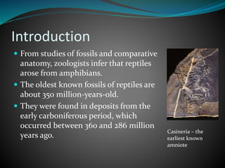 Introduction
 From studies of fossils and comparative
anatomy, zoologists infer that reptiles
arose from amphibians.
 The oldest known fossils of reptiles are
about 350 million-years-old.
 They were found in deposits from the
early carboniferous period, which
occurred between 360 and 286 million
years ago.
Casineria – the
earliest known
amniote
 
