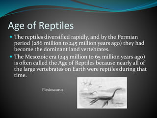 Age of Reptiles
 The reptiles diversified rapidly, and by the Permian
period (286 million to 245 million years ago) they had
become the dominant land vertebrates.
 The Mesozoic era (245 million to 65 million years ago)
is often called the Age of Reptiles because nearly all of
the large vertebrates on Earth were reptiles during that
time.
Plesiosaurus
 