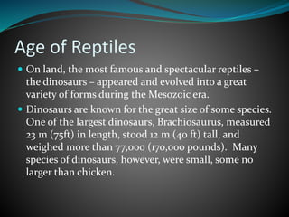 Age of Reptiles
 On land, the most famous and spectacular reptiles –
the dinosaurs – appeared and evolved into a great
variety of forms during the Mesozoic era.
 Dinosaurs are known for the great size of some species.
One of the largest dinosaurs, Brachiosaurus, measured
23 m (75ft) in length, stood 12 m (40 ft) tall, and
weighed more than 77,000 (170,000 pounds). Many
species of dinosaurs, however, were small, some no
larger than chicken.
 